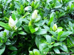 栀子降肝火吗(栀子养肝吗)