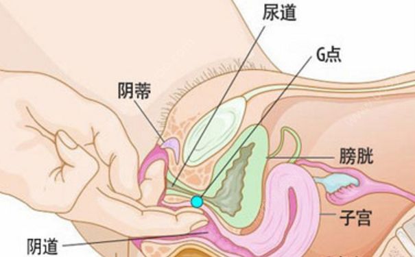 女孩内繁殖器长什么样？女生内繁殖器是怎样的？(1)