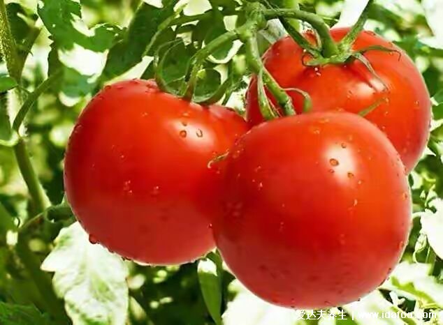 西红柿，真的是一种防晒果吗？