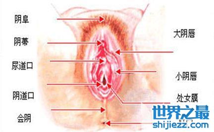 最真实的女人私长处啥样图片