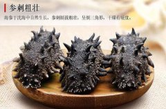 野生海参与养殖海参的五大区别_野生海参好在哪