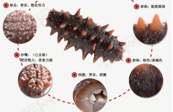 煮海参的水千万不要再倒掉了,对身体有哪些好处