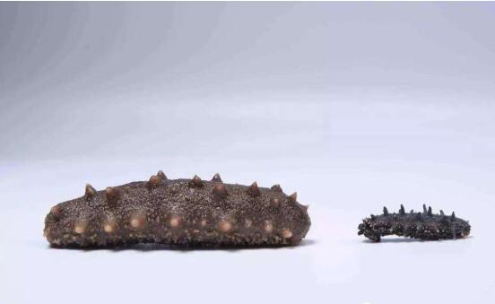 全世界最好的四种海参,世界最好的海参产自于哪里