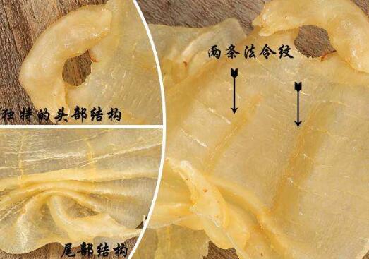 鱼鳔结构图片