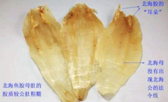 鱼胶骗局?鱼胶的真相是什么