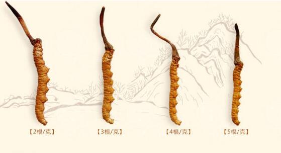 冬虫夏草每年产量多少，冬虫夏草的产量现状