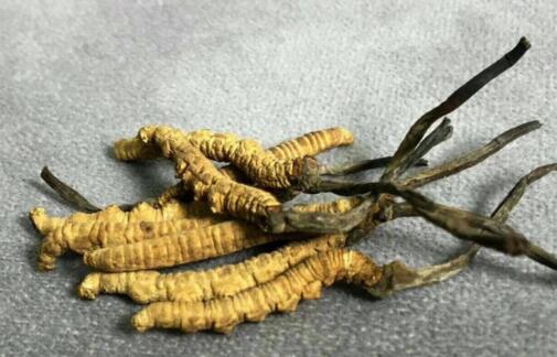 冬虫夏草每年产量多少,冬虫夏草的产量现状