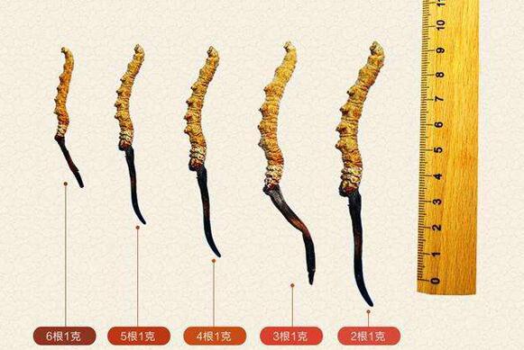 冬虫夏草规格等级划分依据是什么
