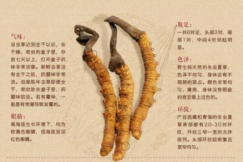 如何看出优质的冬虫夏草,如何挑选正宗虫草