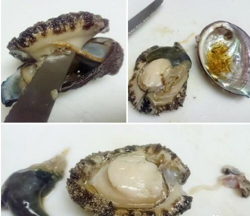 鲍鱼的食用禁忌,鲍鱼不能吃的部位图示