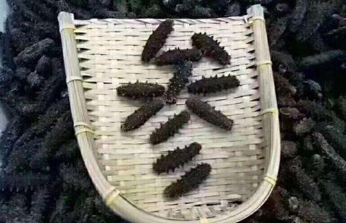 海参哪里的产地最好,全世界最好的海参产地是哪里