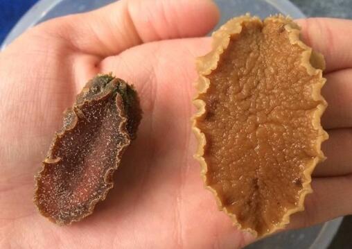 鲍鱼的属性百度百科,脾胃虚寒能吃鲍鱼吗