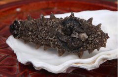 干海参保质期多长时间，干海参发霉鉴别