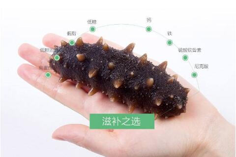 北极海参怎么吃最有营养,加拿大北极海参的功效与作用