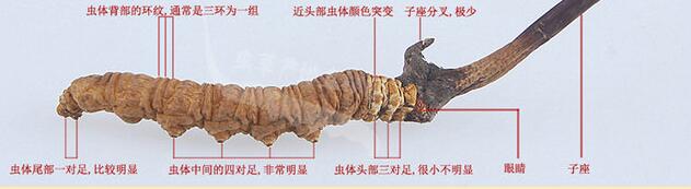 冬虫夏草真假图片大全,假虫草和真虫草的区别有哪些