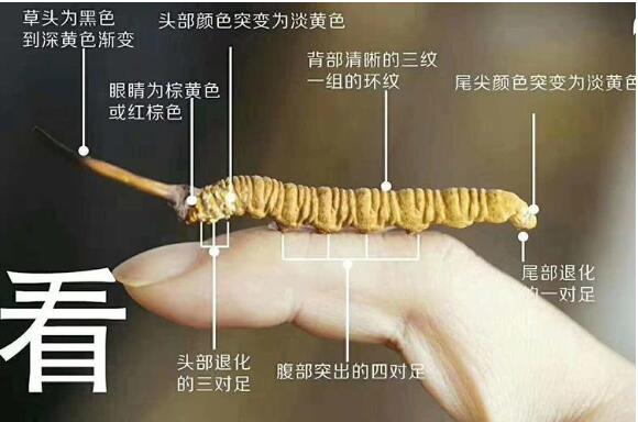 冬虫夏草真假图片大全,假虫草和真虫草的区别有哪些