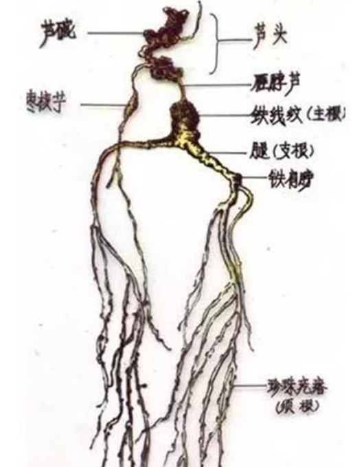 人参好坏怎么看图解,人参年份鉴定图