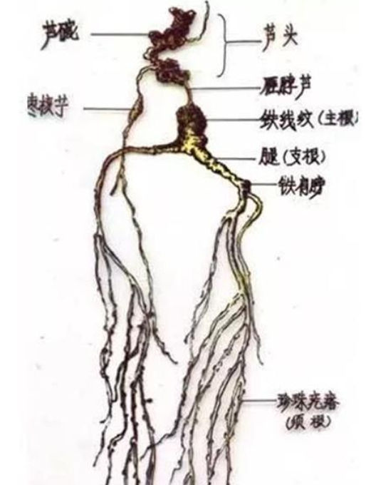 人参好坏怎么看图解，人参年份鉴定图