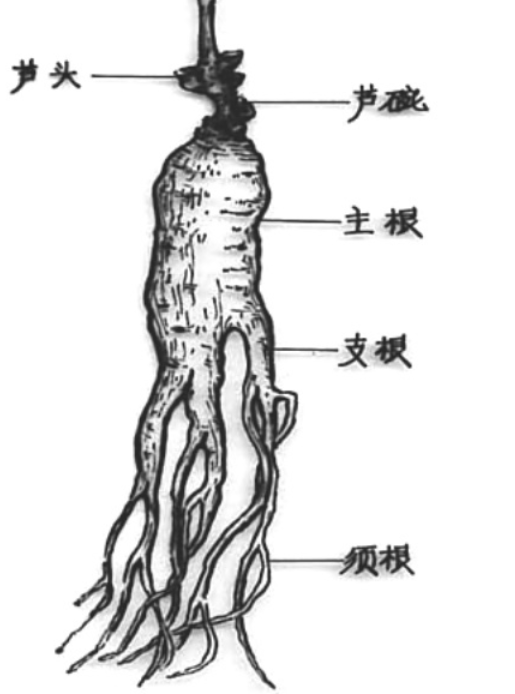 人参好坏怎么看图解,人参年份鉴定图