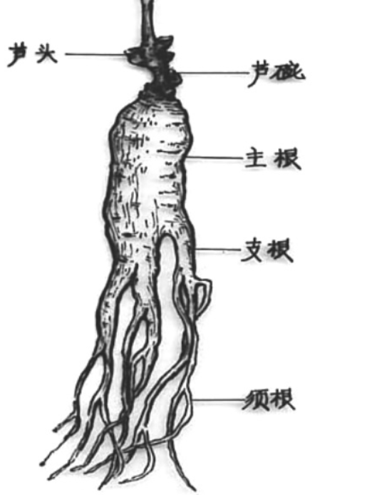 人参好坏怎么看图解，人参年份鉴定图