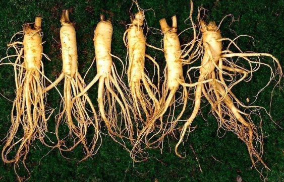 长白山人参种子种植技术,人参种子批发价格