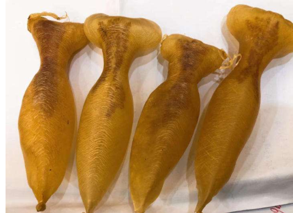 蜘蛛胶的功效和作用,蜘蛛胶多少钱一斤