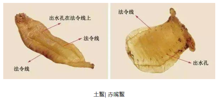 土鳘鱼胶与赤嘴鱼胶区别