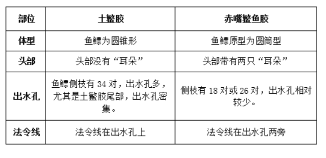 土鳘鱼胶与赤嘴鱼胶区别