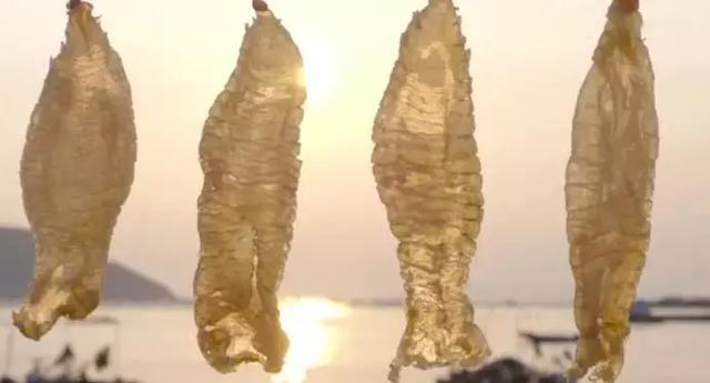 鱼胶:水中燕窝,贵似黄金,曾高达280万/斤