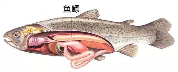 鱼胶:水中燕窝,贵似黄金,曾高达280万/斤