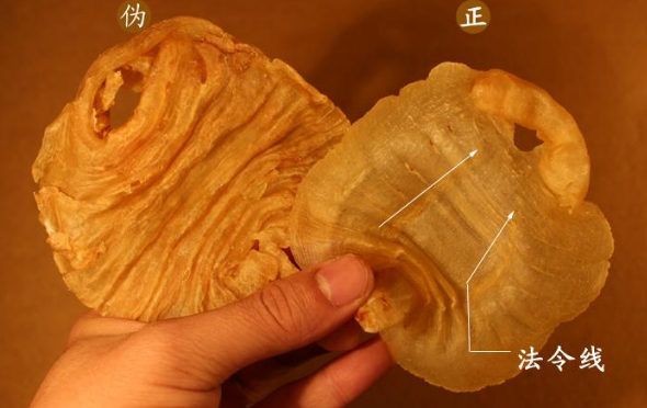 白鳘鱼胶是什么品种